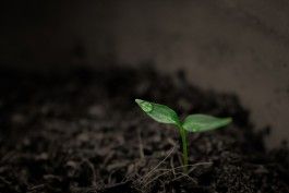 Saving Seeds for Local Adaption