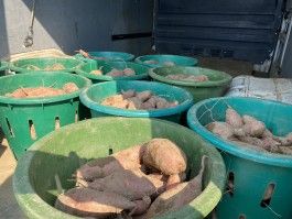 Autumn Week 3:  Get Ready for A Steady Diet of Sweet Potatoes!