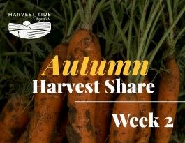 Autumn Harvest Share - Week 2