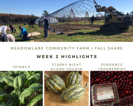 Fall Share: Week 2