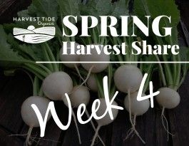 Spring Harvest Share - Week 4