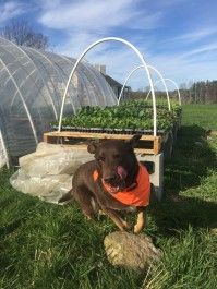 Farm Happenings 5/16/22: The days are warming! / Update from Seven Moon Farm