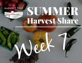 Summer Harvest Share - Week 7