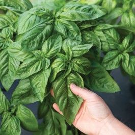 For the Love of Basil