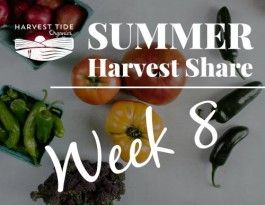 Halfway through the Summer CSA!  Week 8 and Summer is busting wide open!