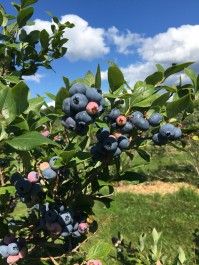 Peak Blueberry Season