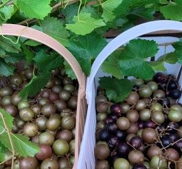 Freshly Picked Muscadines and Scuppernongs!