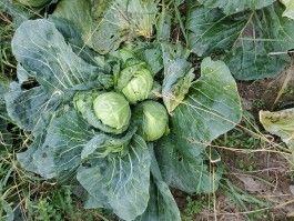 Farm Happenings for October 11, 2022 - New Growth