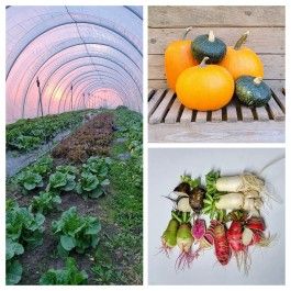 Farm Stand for October 26 & 27