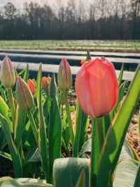 Farm Happenings for March 13th Week
