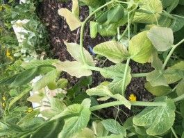 Lettuce Rejoice! May 25, 2023 - Spring Farm Share Week 8
