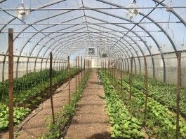 Lettuce Rejoice! June 1, 2023 - Spring Share Week 9 (Final Share)