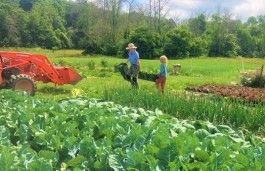 Lettuce Rejoice! July 13, 2023- Summer Farm Share Week 6