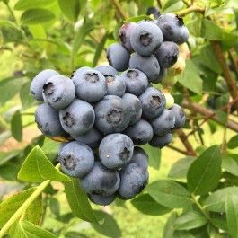 Summer Week 10: Pick your own blueberries!