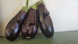 Farm Happenings for September 11, 2023 - The Eggplant Edition