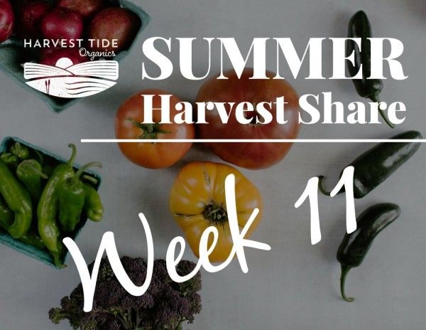 Summer Harvest Share - Week 11